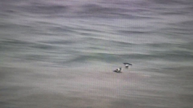 Pigeon Guillemot - ML383452961