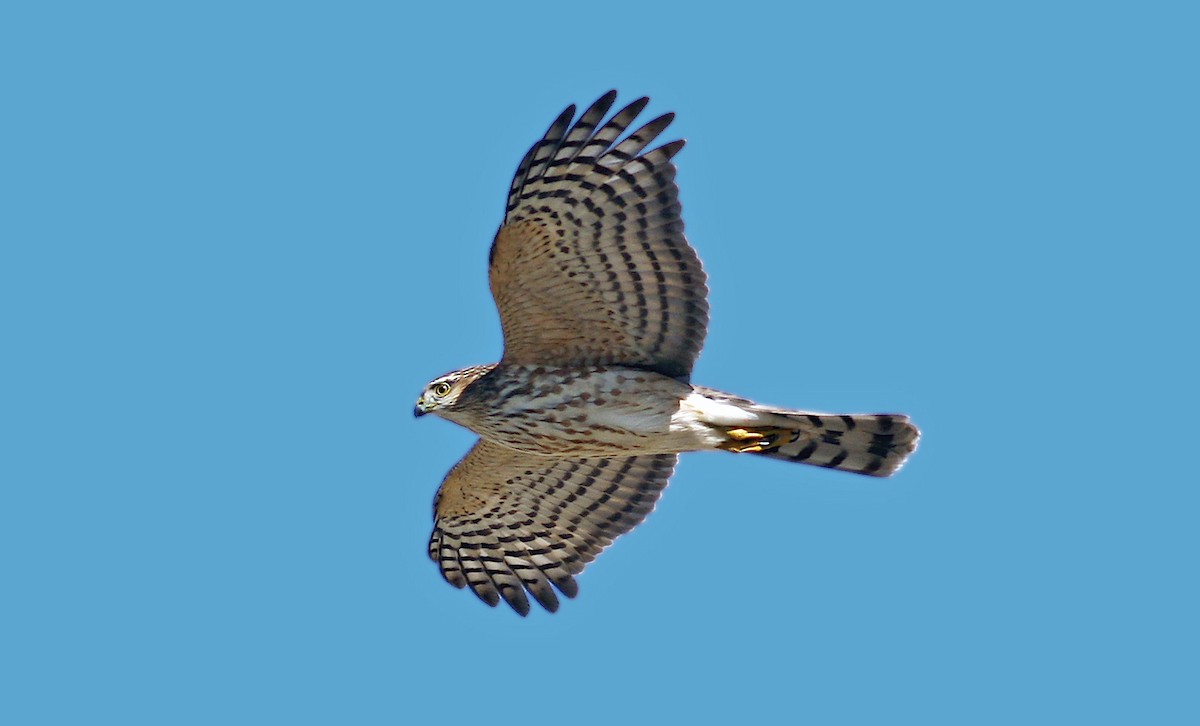 Sharp-shinned Hawk - ML383453291