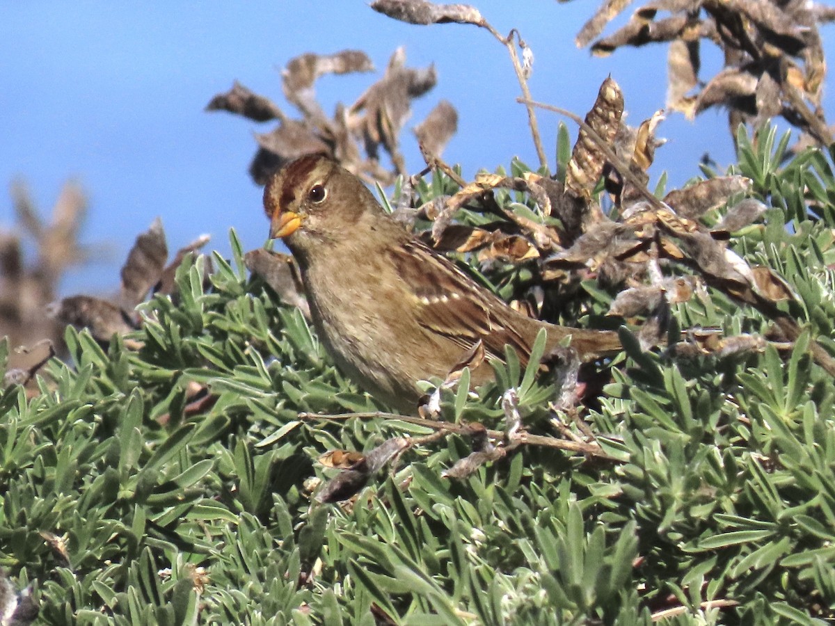 White-crowned Sparrow - ML383455271