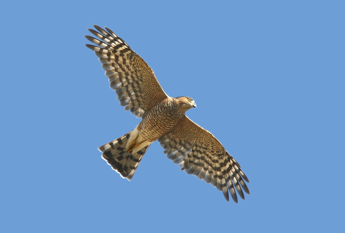 Sharp-shinned Hawk - ML383456601