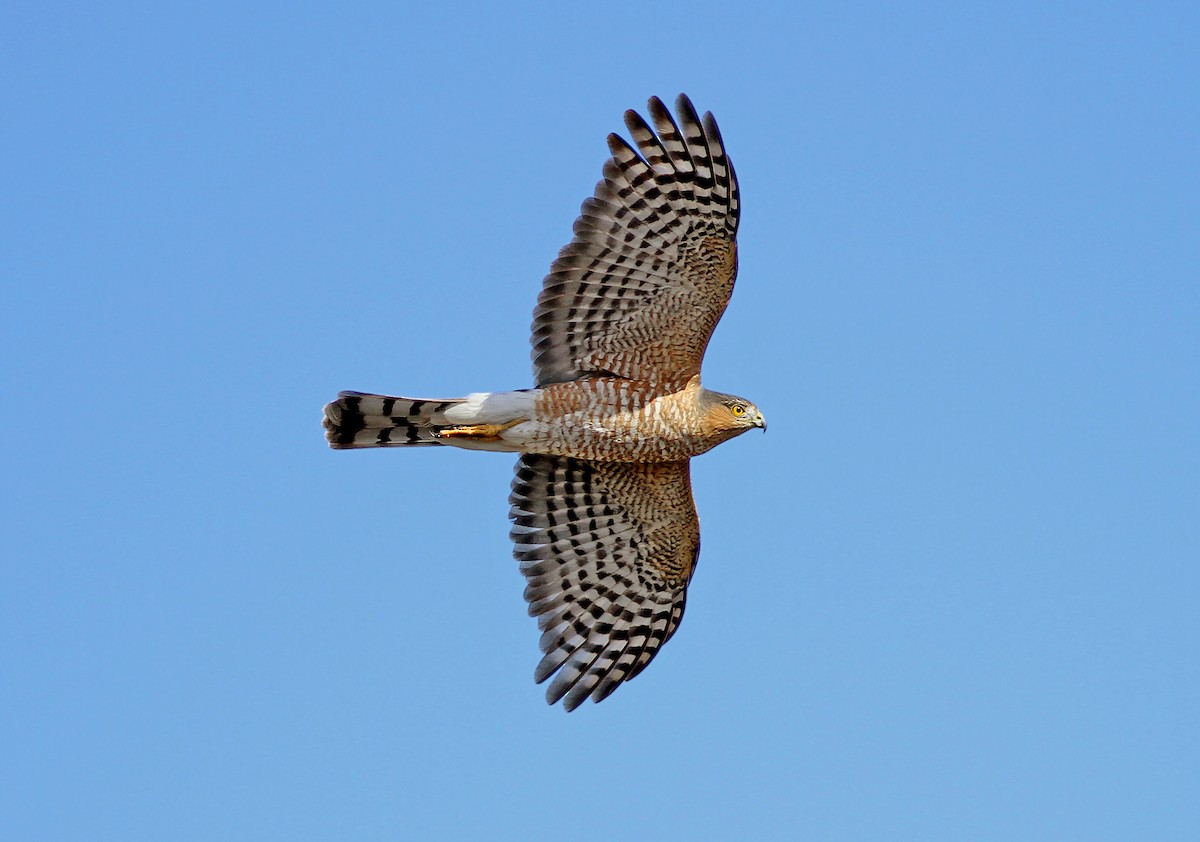 Sharp-shinned Hawk - ML383457391