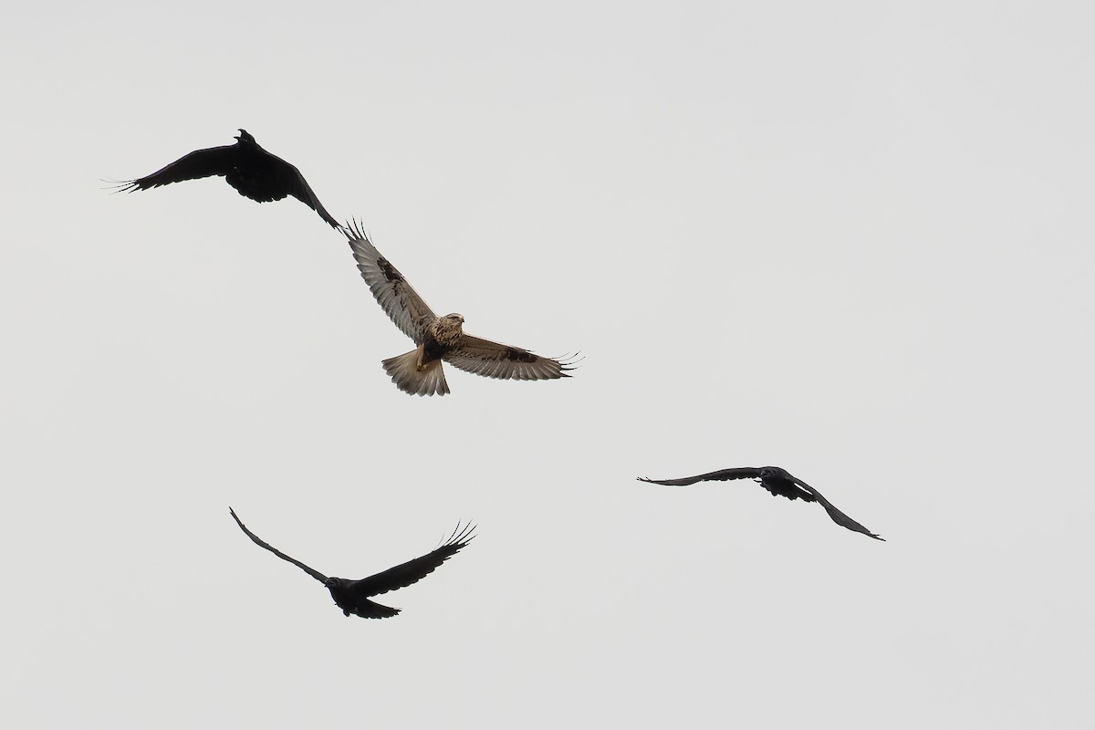 Rough-legged Hawk - ML383457611