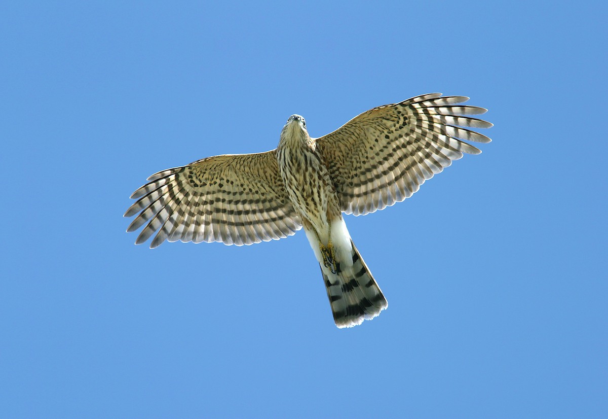 Sharp-shinned Hawk - ML383458051