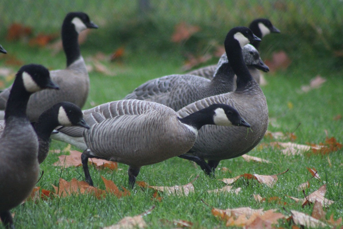 Cackling Goose (minima) - ML383458121