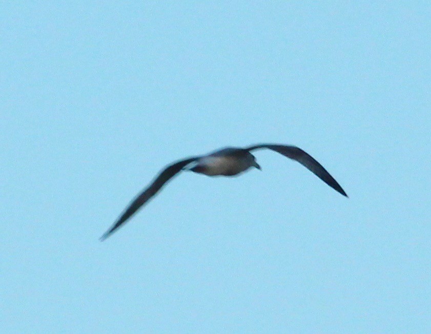 Lesser Black-backed Gull - J.A. Smith