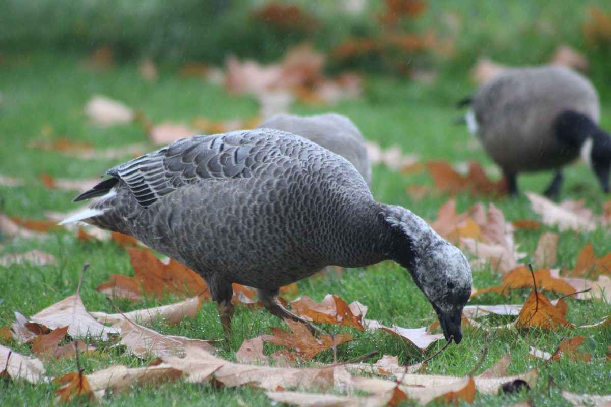 Emperor Goose - ML383458911