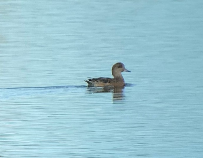 American Wigeon - ML383460221