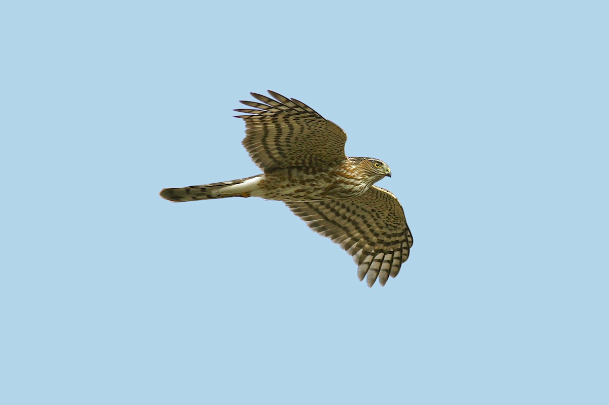 Sharp-shinned Hawk - ML383460301