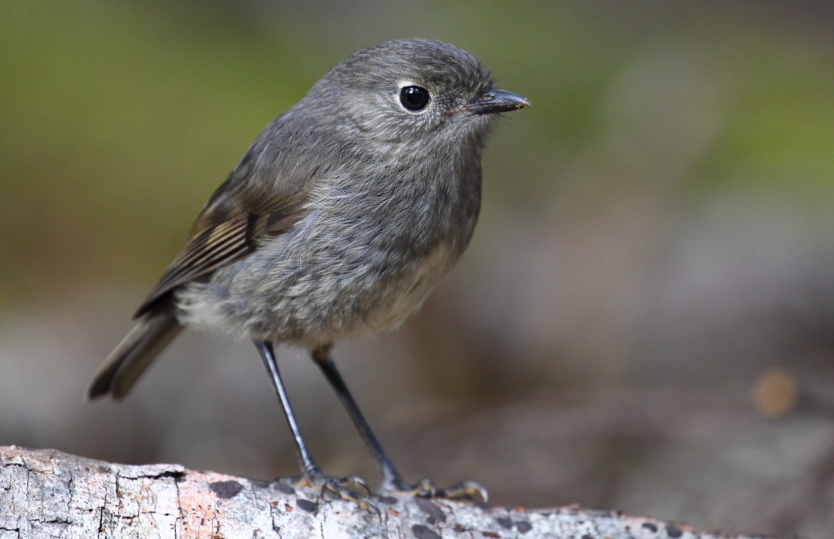 South Island Robin - County Lister Brendan