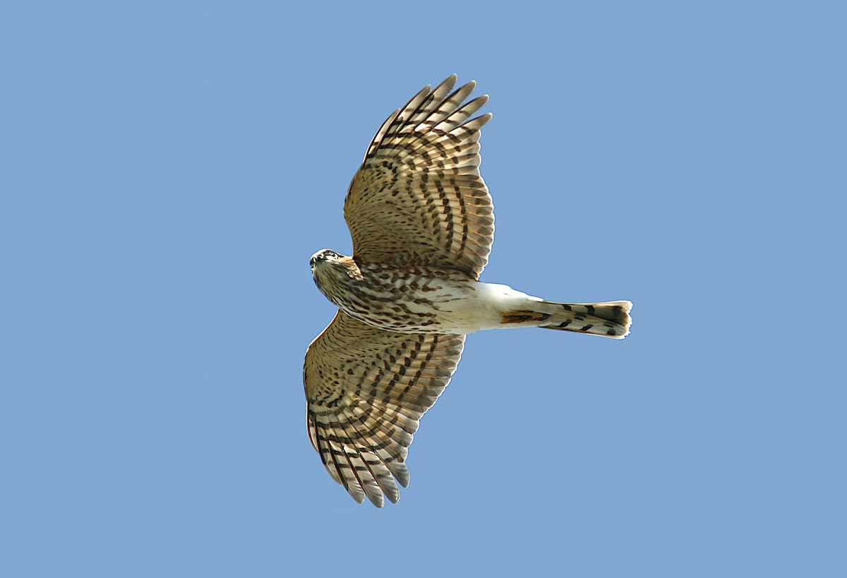 Sharp-shinned Hawk - ML383460311