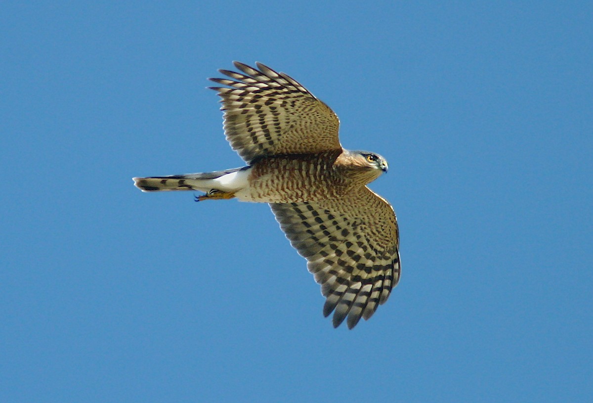 Sharp-shinned Hawk - ML383460341