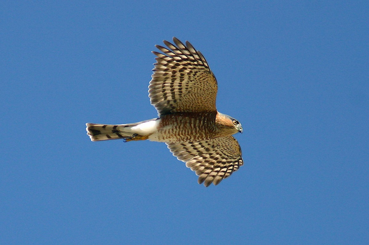 Sharp-shinned Hawk - ML383460351