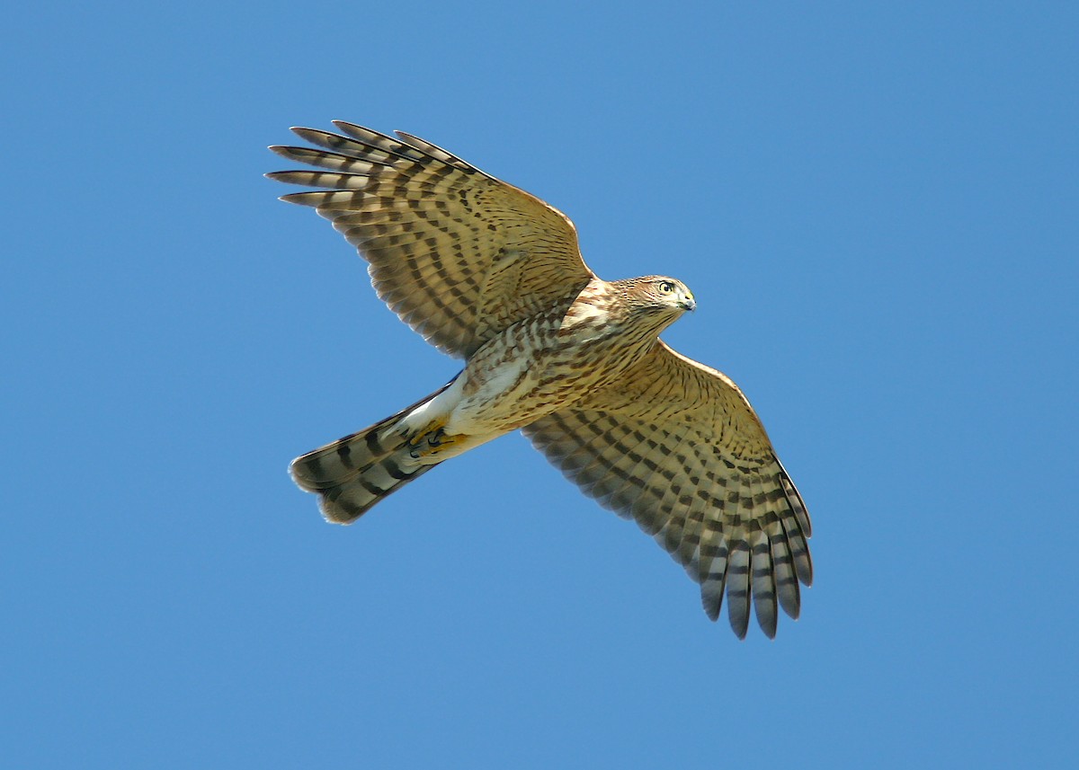 Sharp-shinned Hawk - ML383460371