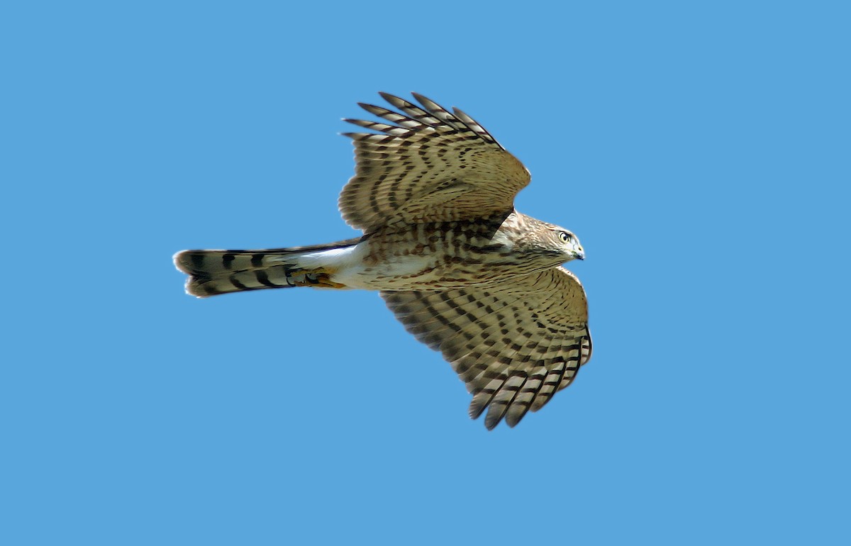 Sharp-shinned Hawk - ML383460381