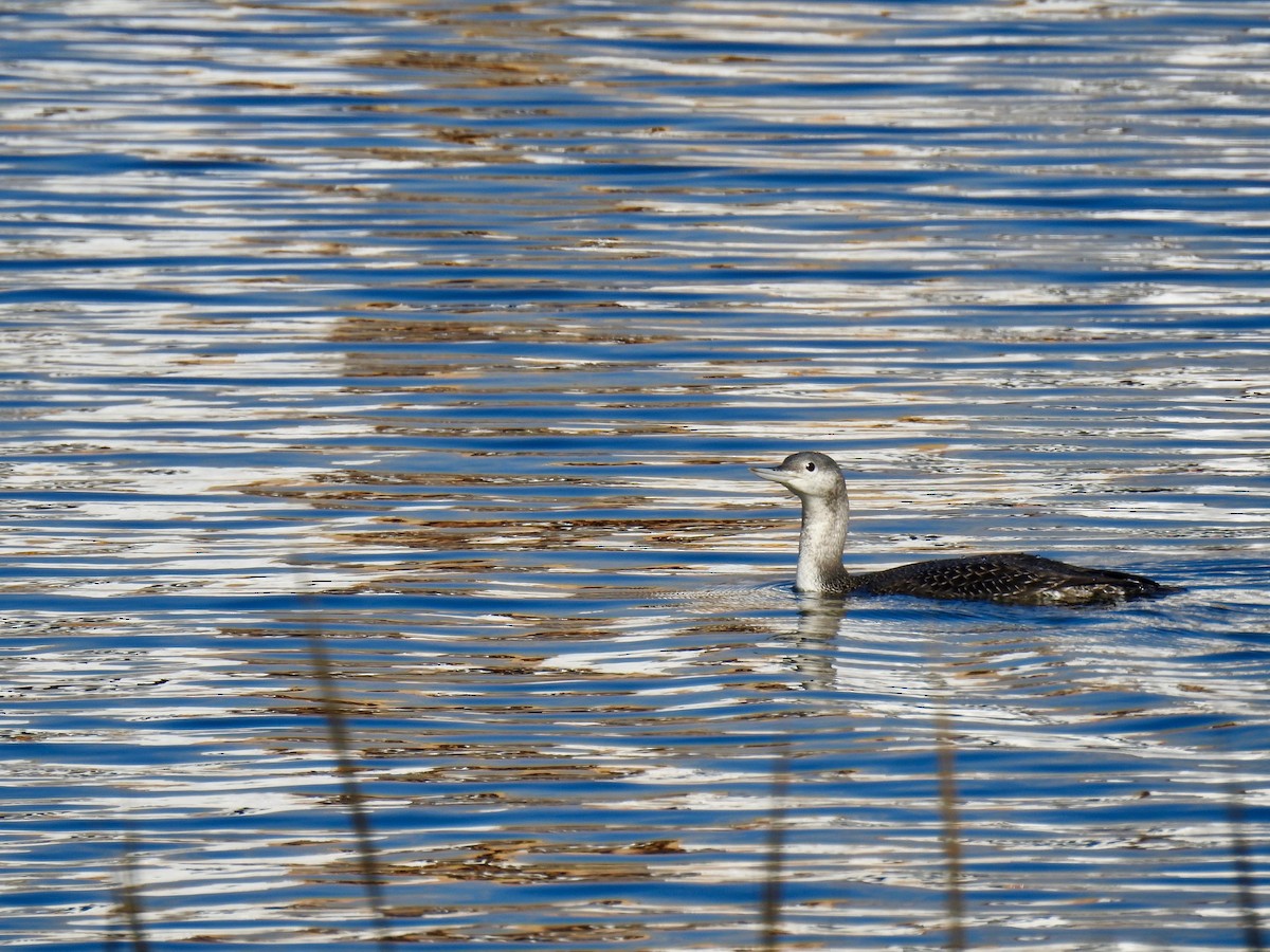 Red-throated Loon - ML383461081