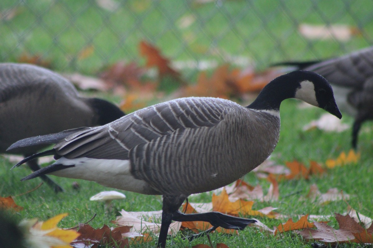 Cackling Goose (minima) - ML383461711