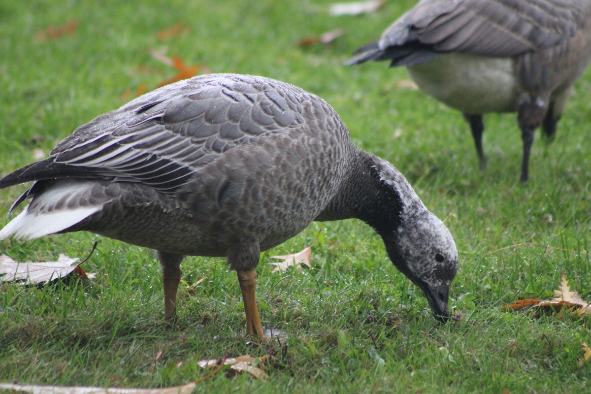 Emperor Goose - ML383461931