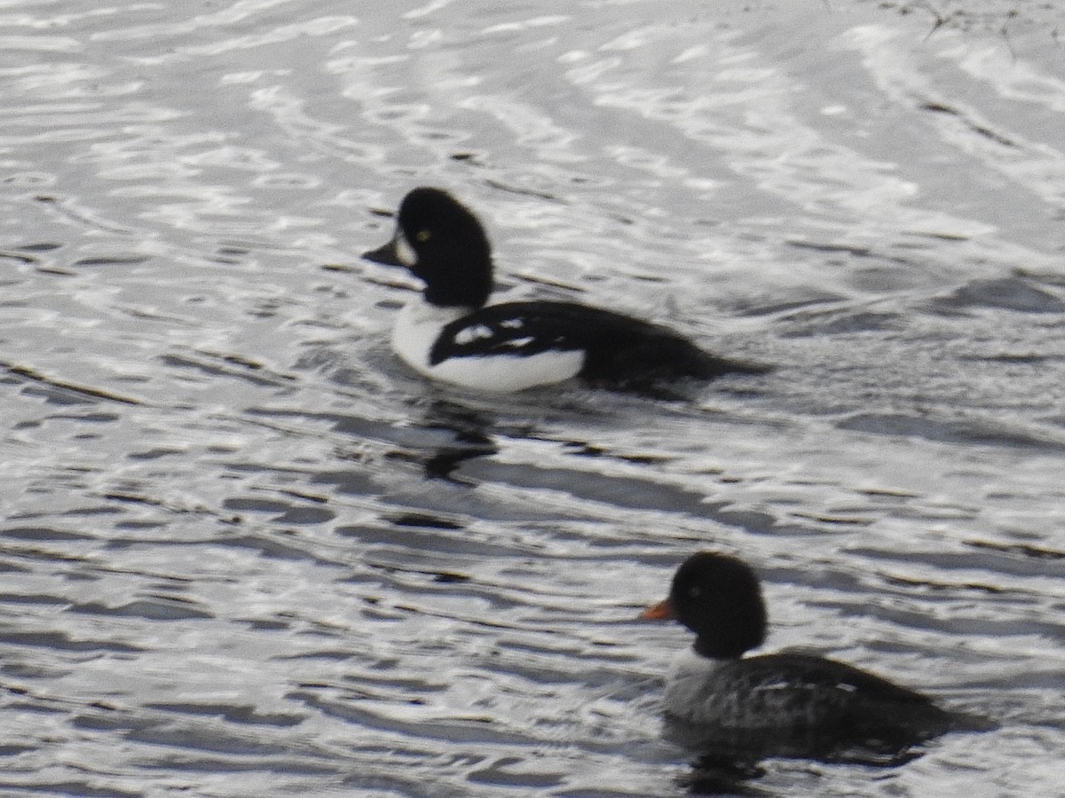 Barrow's Goldeneye - ML383462231