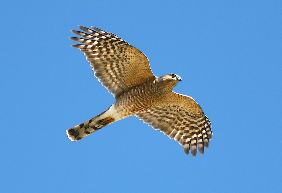 Sharp-shinned Hawk - ML383462381