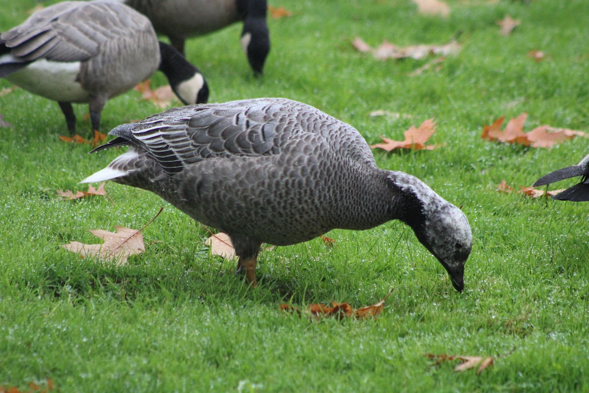 Emperor Goose - ML383462461