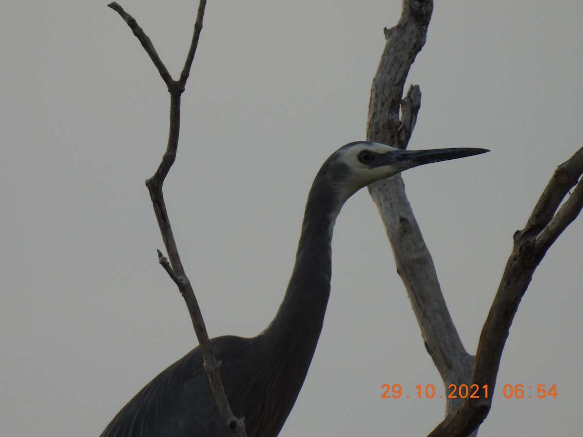 White-faced Heron - ML383462751