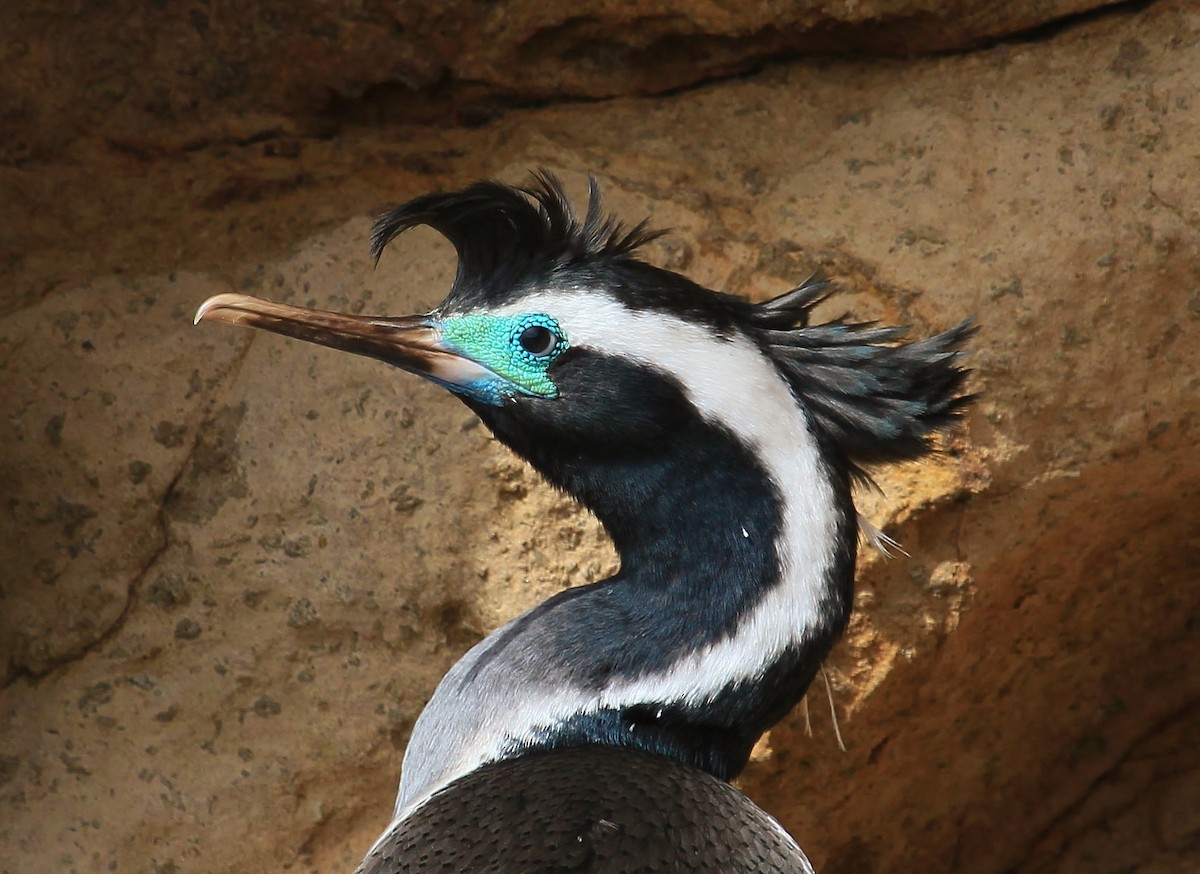 Cormorán Moteado - ML38346401