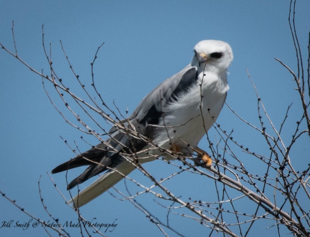 White-tailed Kite - Colorado Bird Records Committee