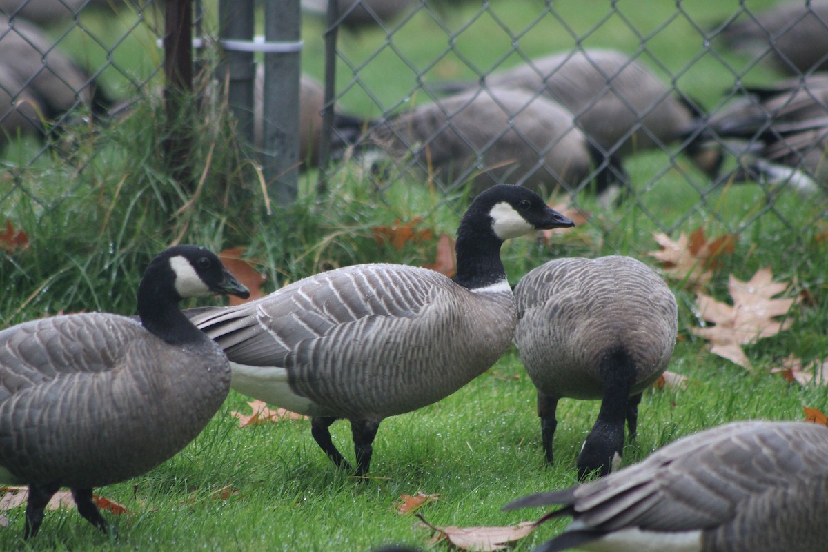 Cackling Goose (minima) - ML383464351