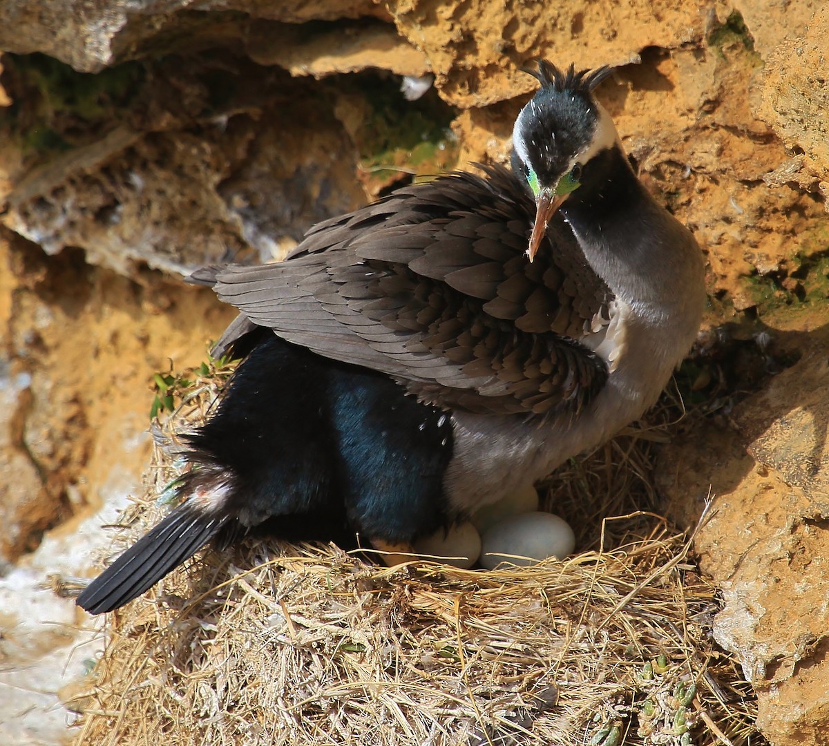 Cormorán Moteado - ML38346441