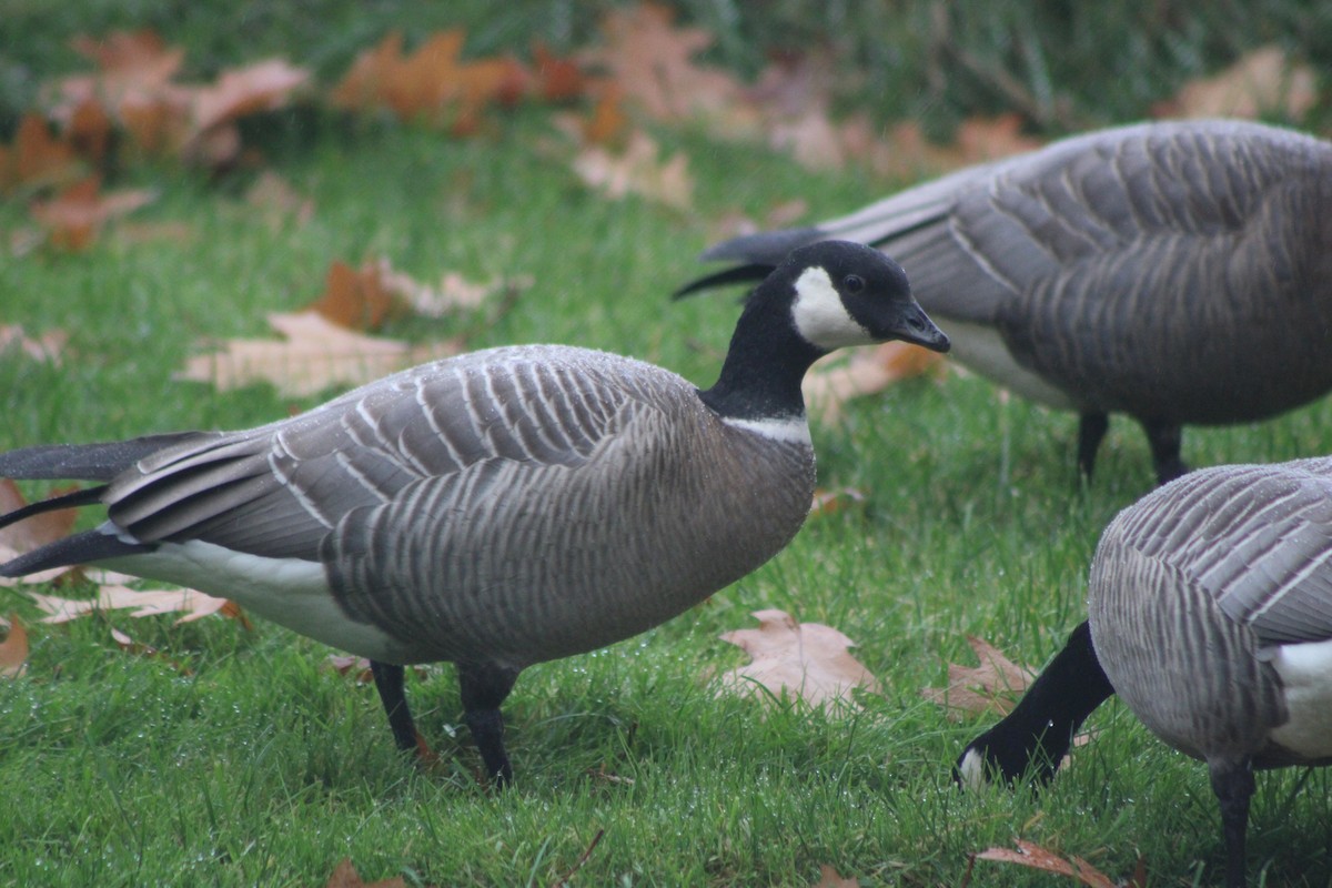 Cackling Goose (minima) - ML383464501