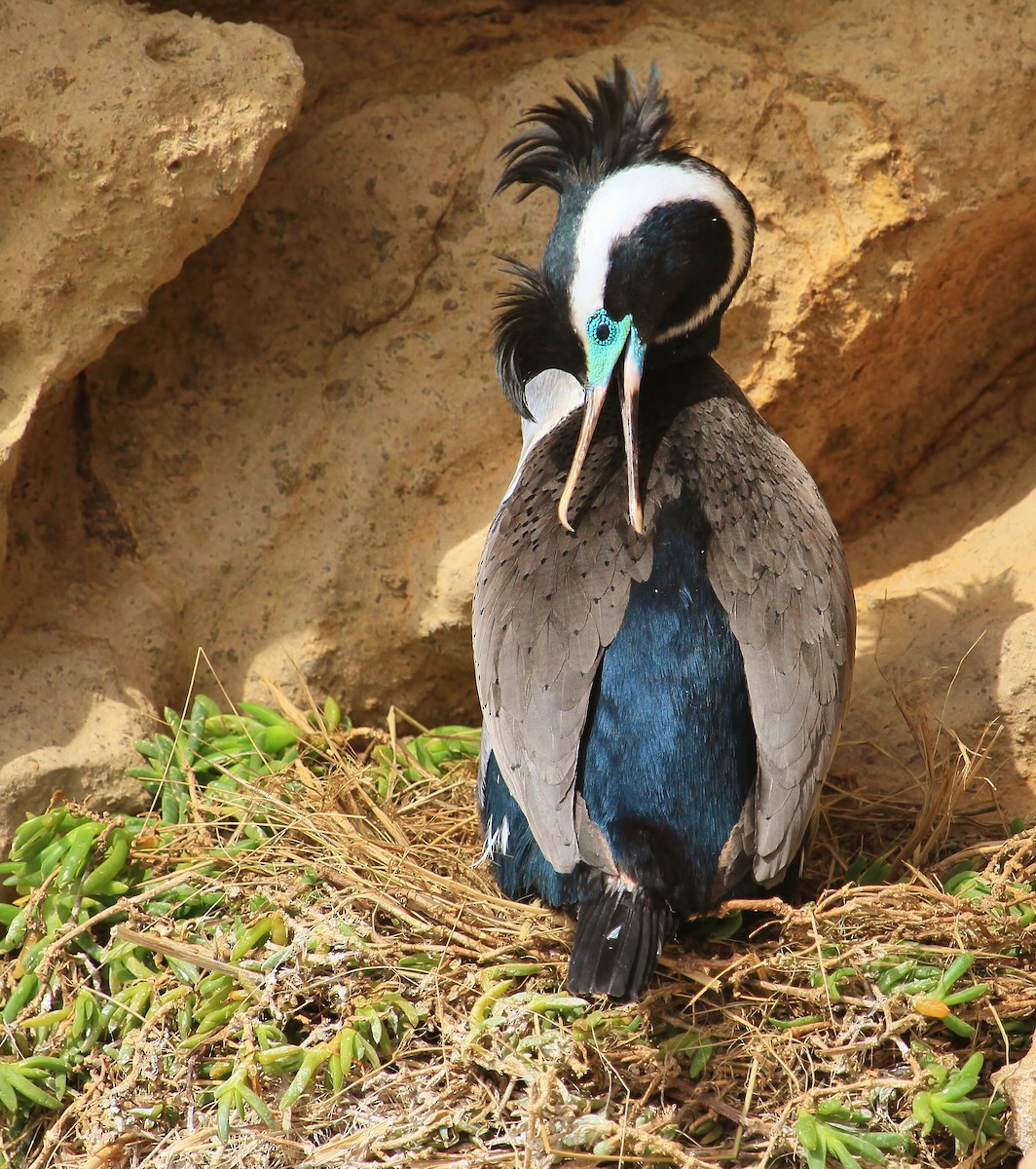 Spotted Shag - Imogen Warren