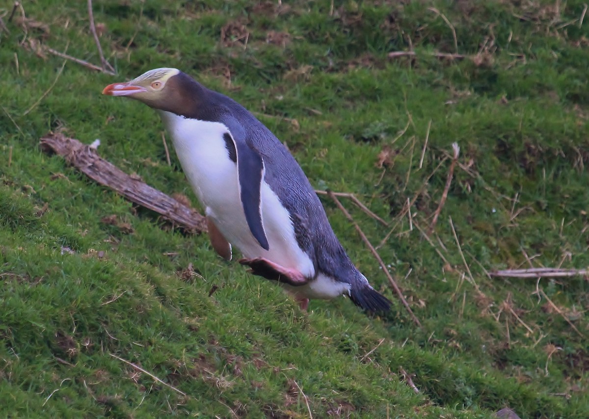 Yellow-eyed Penguin - Imogen Warren