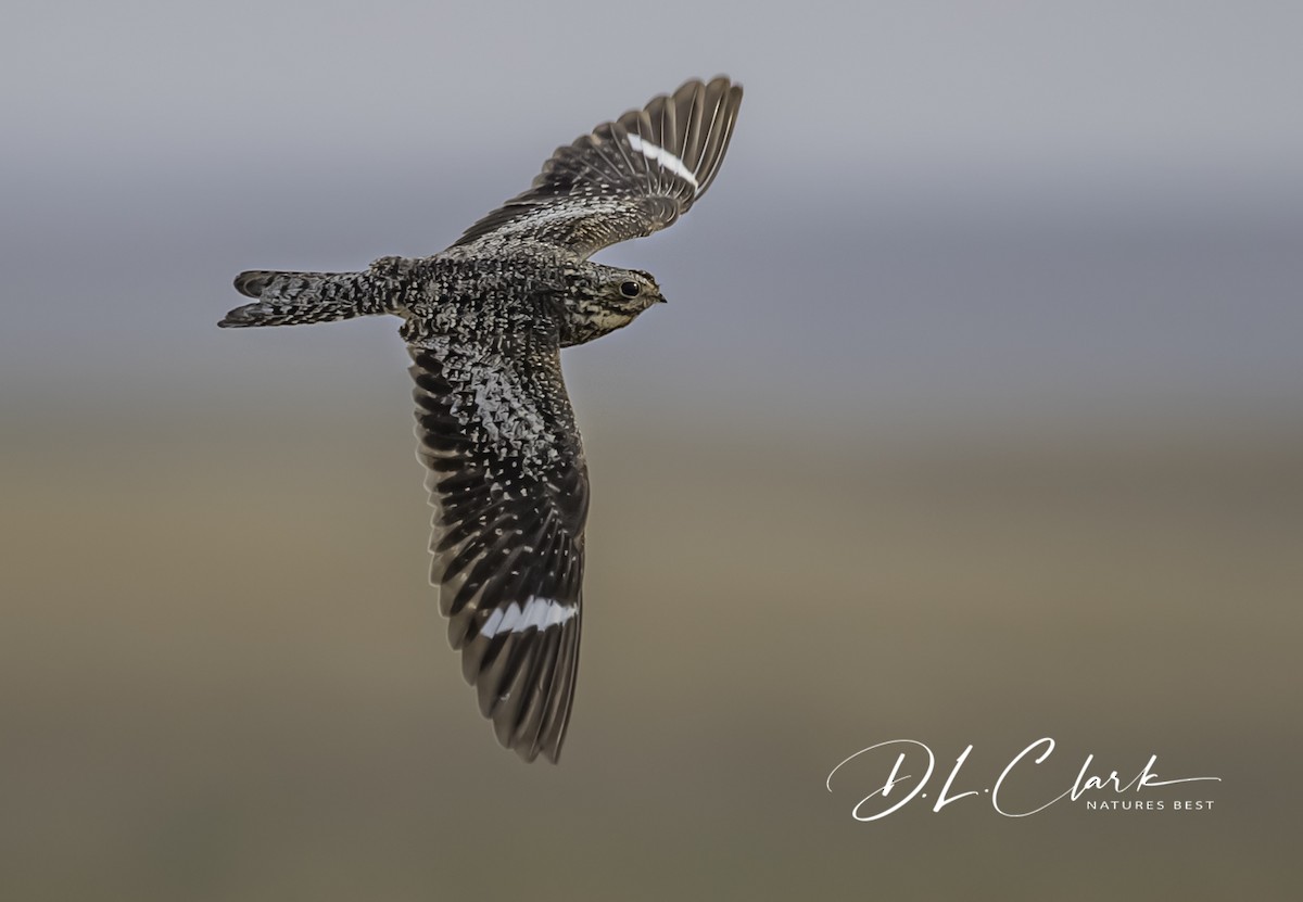 Common Nighthawk - ML383466341