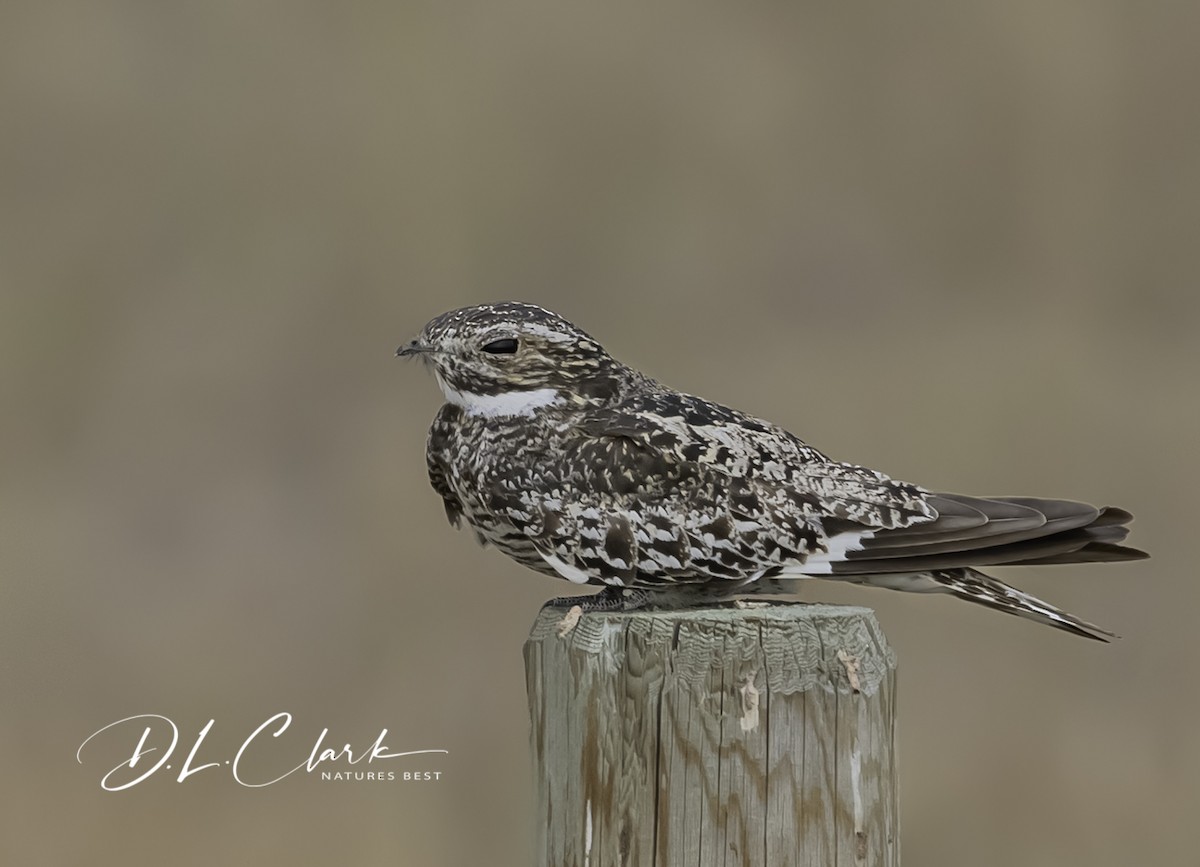 Common Nighthawk - ML383466351