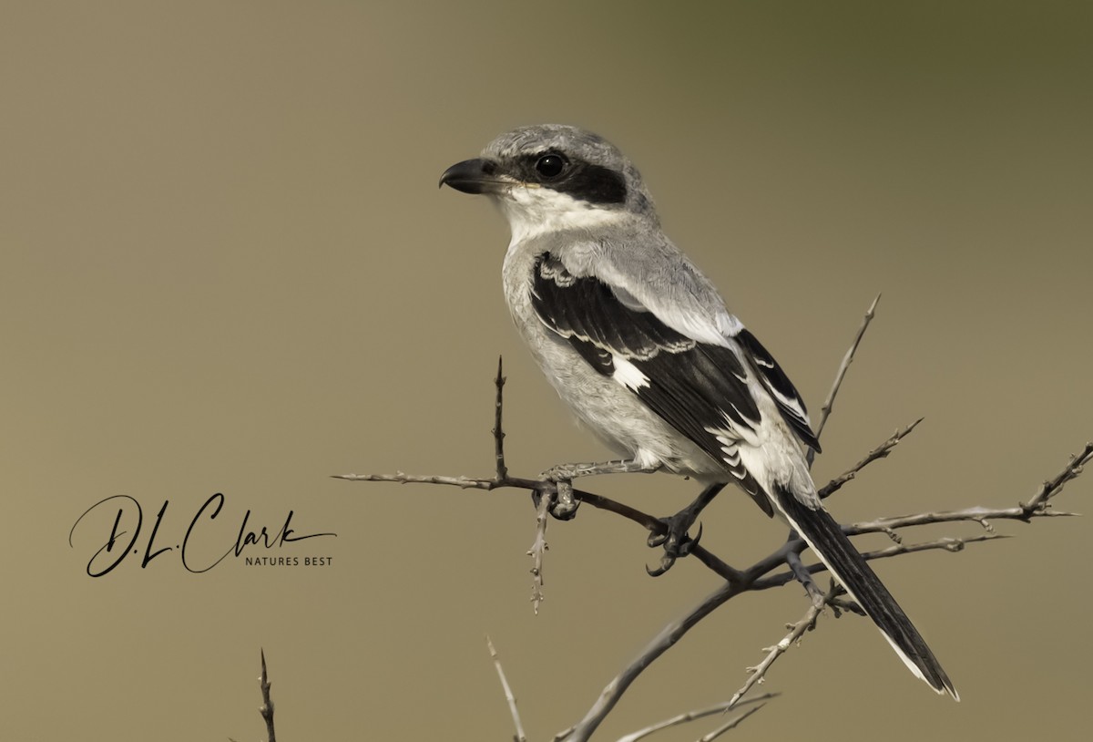 Loggerhead Shrike - ML383466701