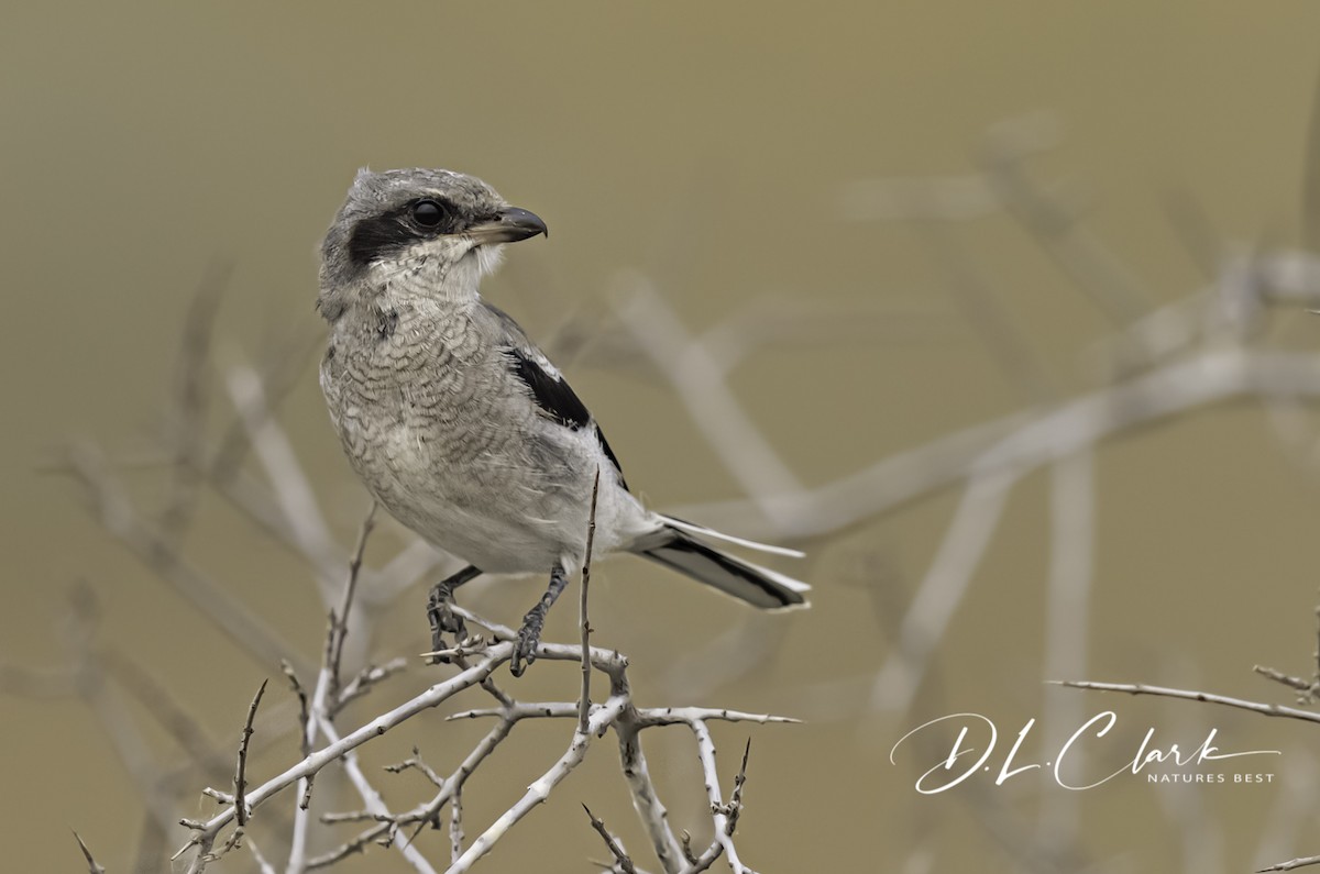 Loggerhead Shrike - ML383466721