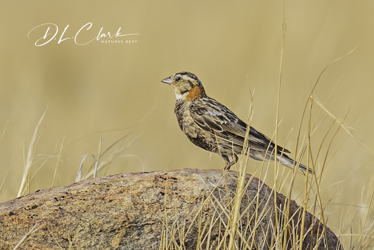 Chestnut-collared Longspur - ML383466821