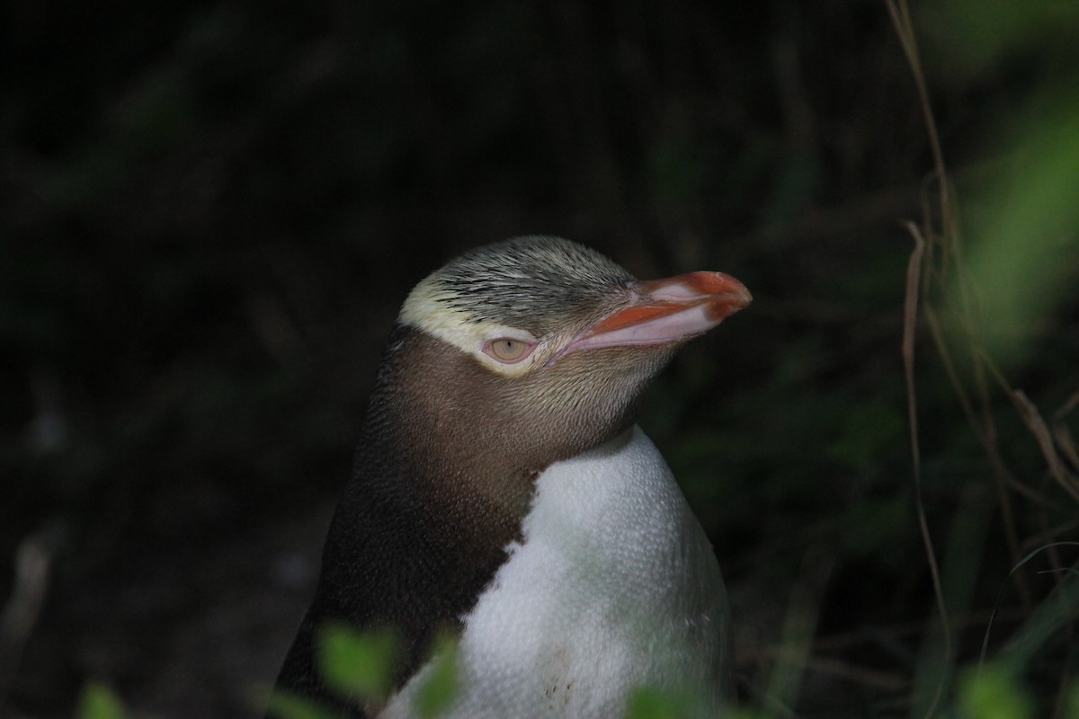 Yellow-eyed Penguin - ML38346761