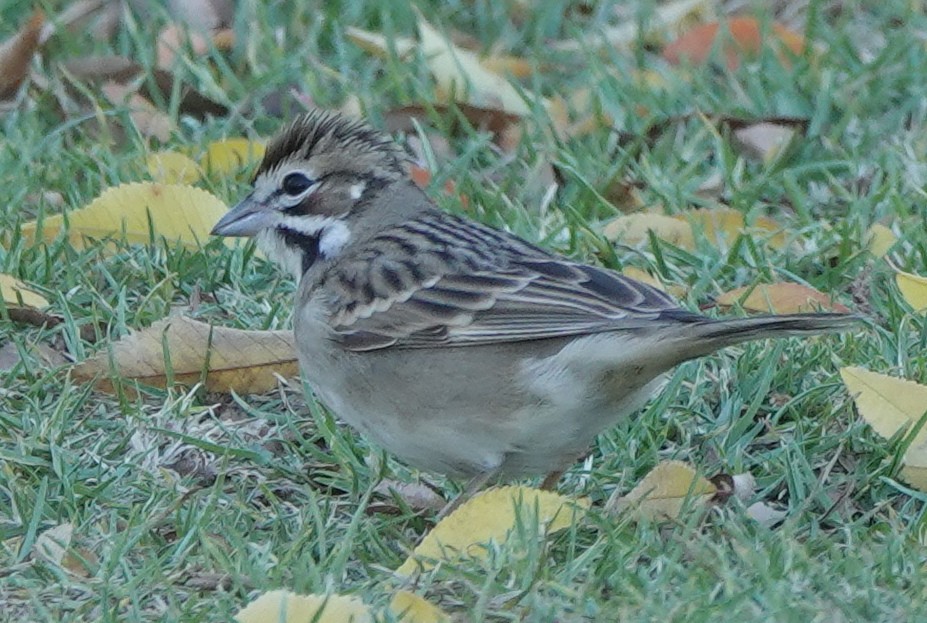 Lark Sparrow - ML383467831