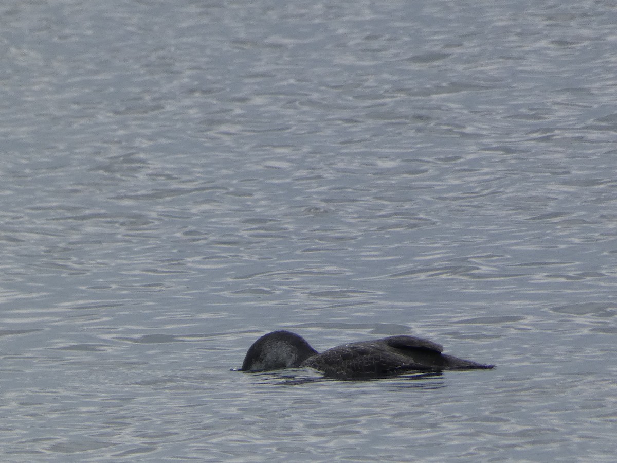 Red-throated Loon - ML383469231