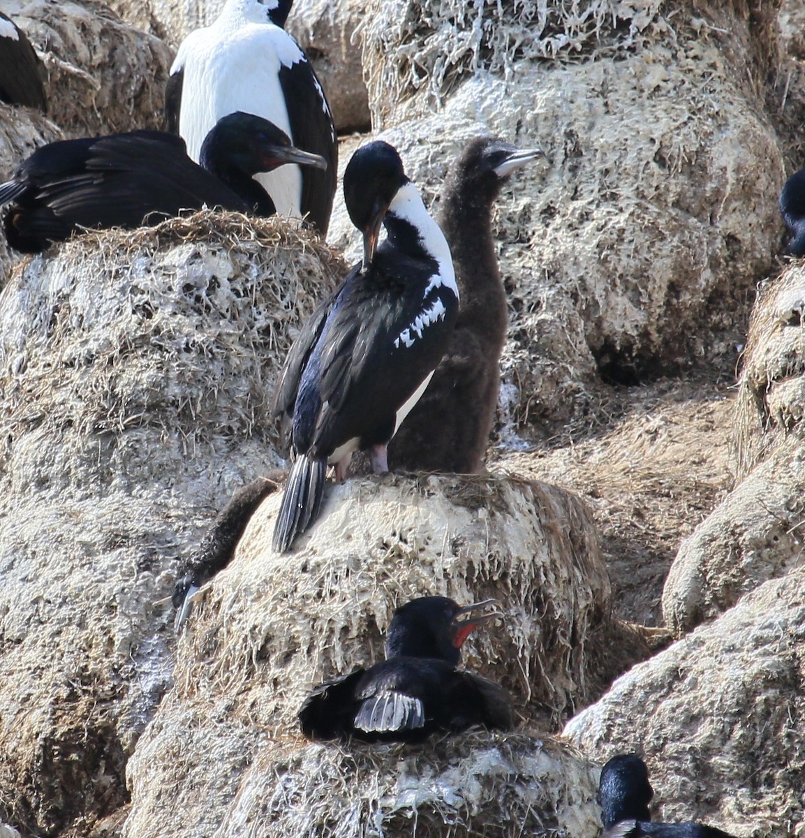 Stewart Island Shag - ML38346951