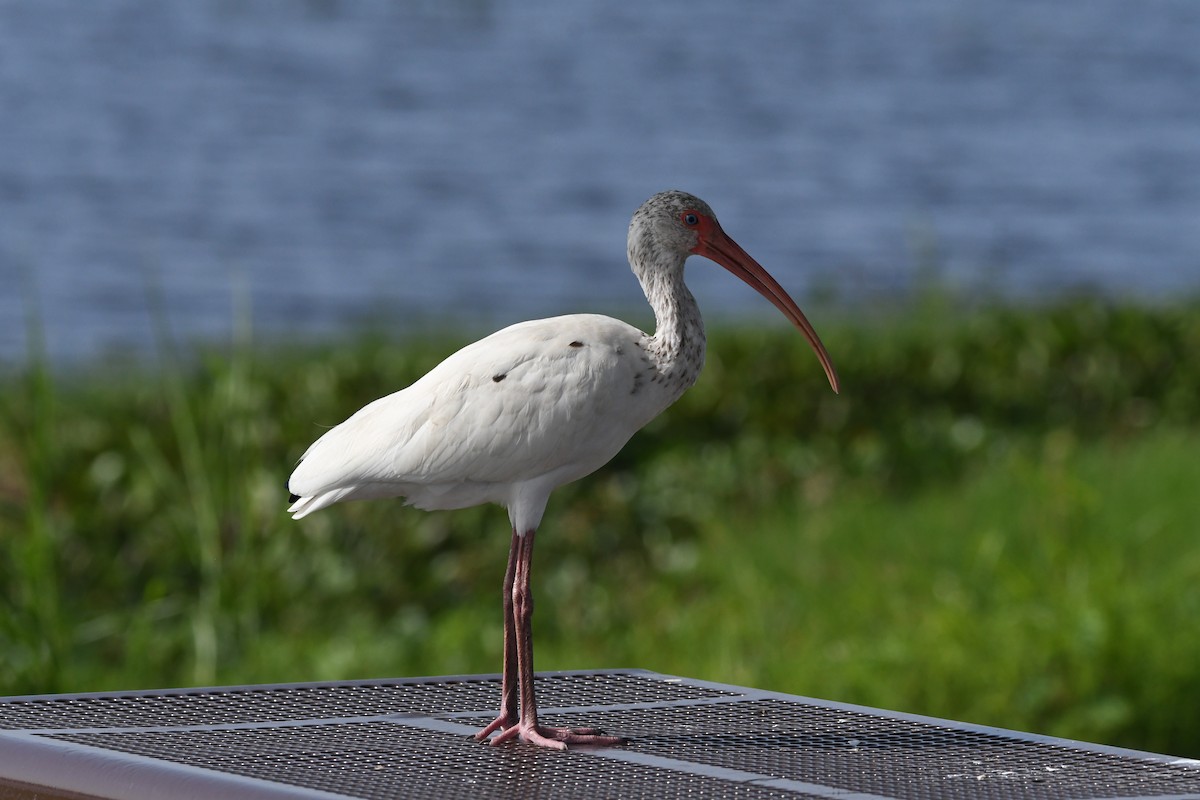 White Ibis - Clay Bliznick