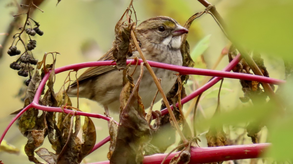 White-throated Sparrow - ML383470511