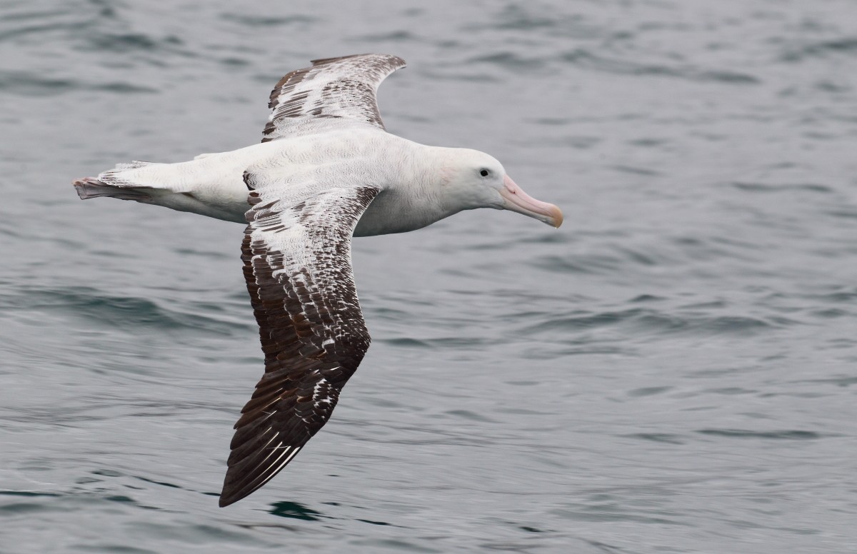 Snowy/Tristan/Antipodean Albatross - County Lister Brendan