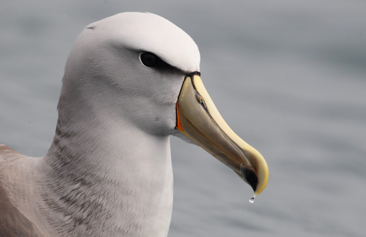Salvin's Albatross - County Lister Brendan