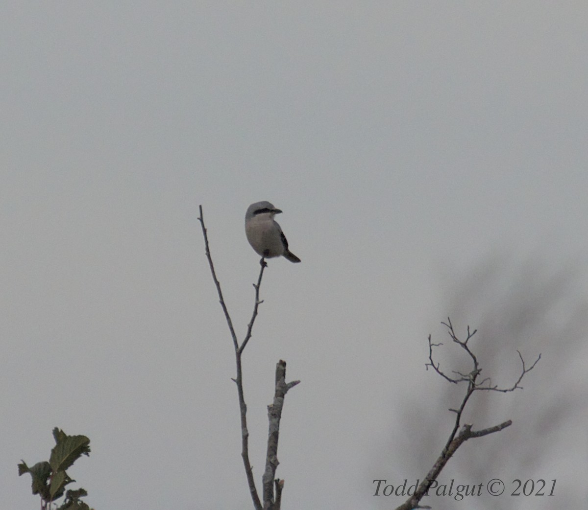 Northern Shrike - ML383472031