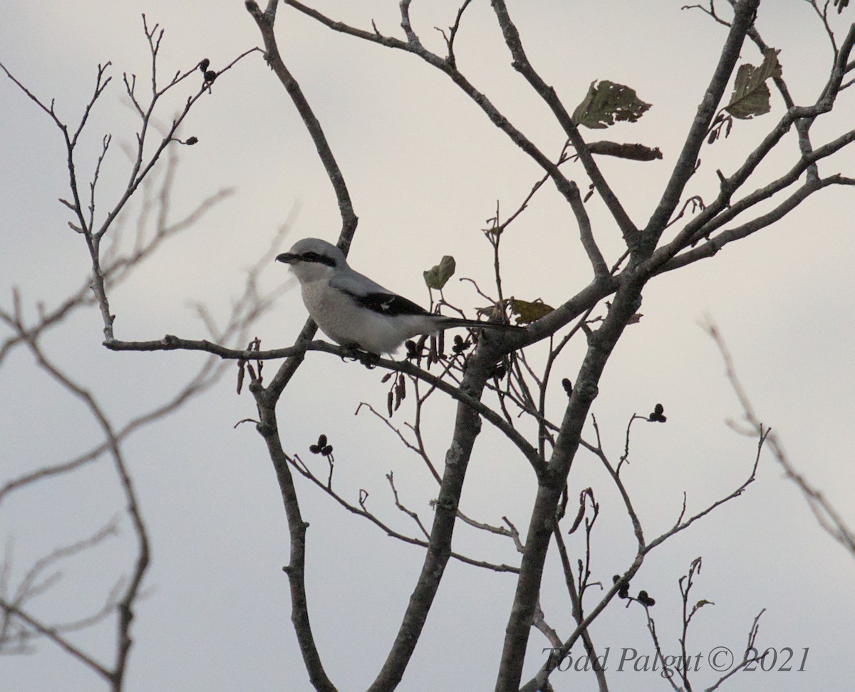 Northern Shrike - ML383472041