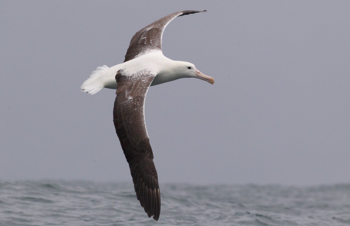 Southern Royal Albatross - County Lister Brendan