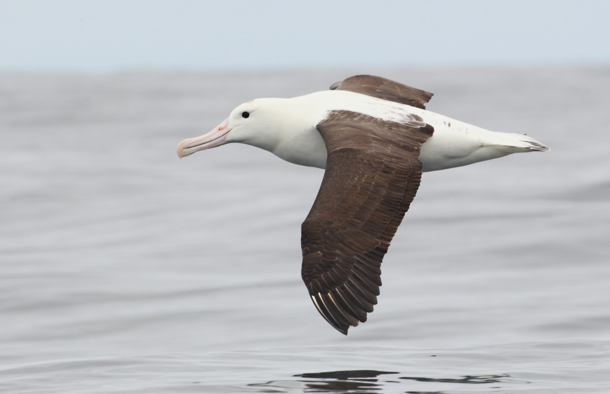 Northern Royal Albatross - County Lister Brendan