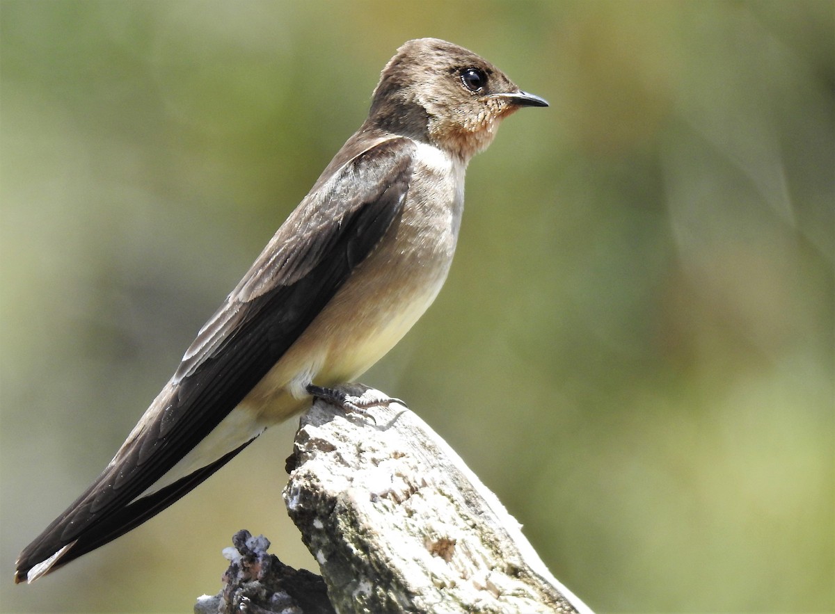 Southern Rough-winged Swallow - ML383473171